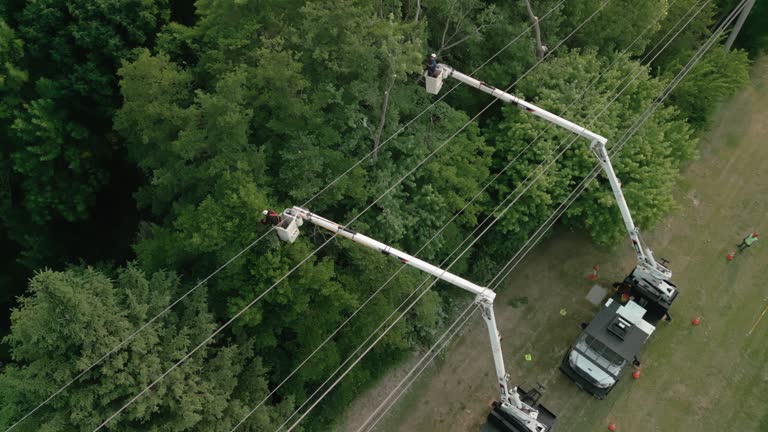 Trusted High Bridge, NJ Tree Removal and Landscaping Services Experts